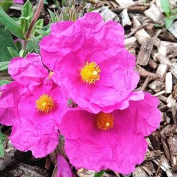 Green fingers…again