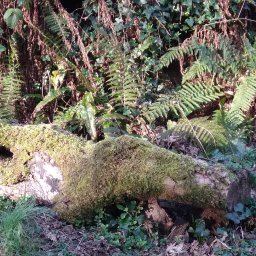 Foraging for our supper.